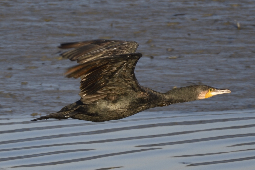 bird fly