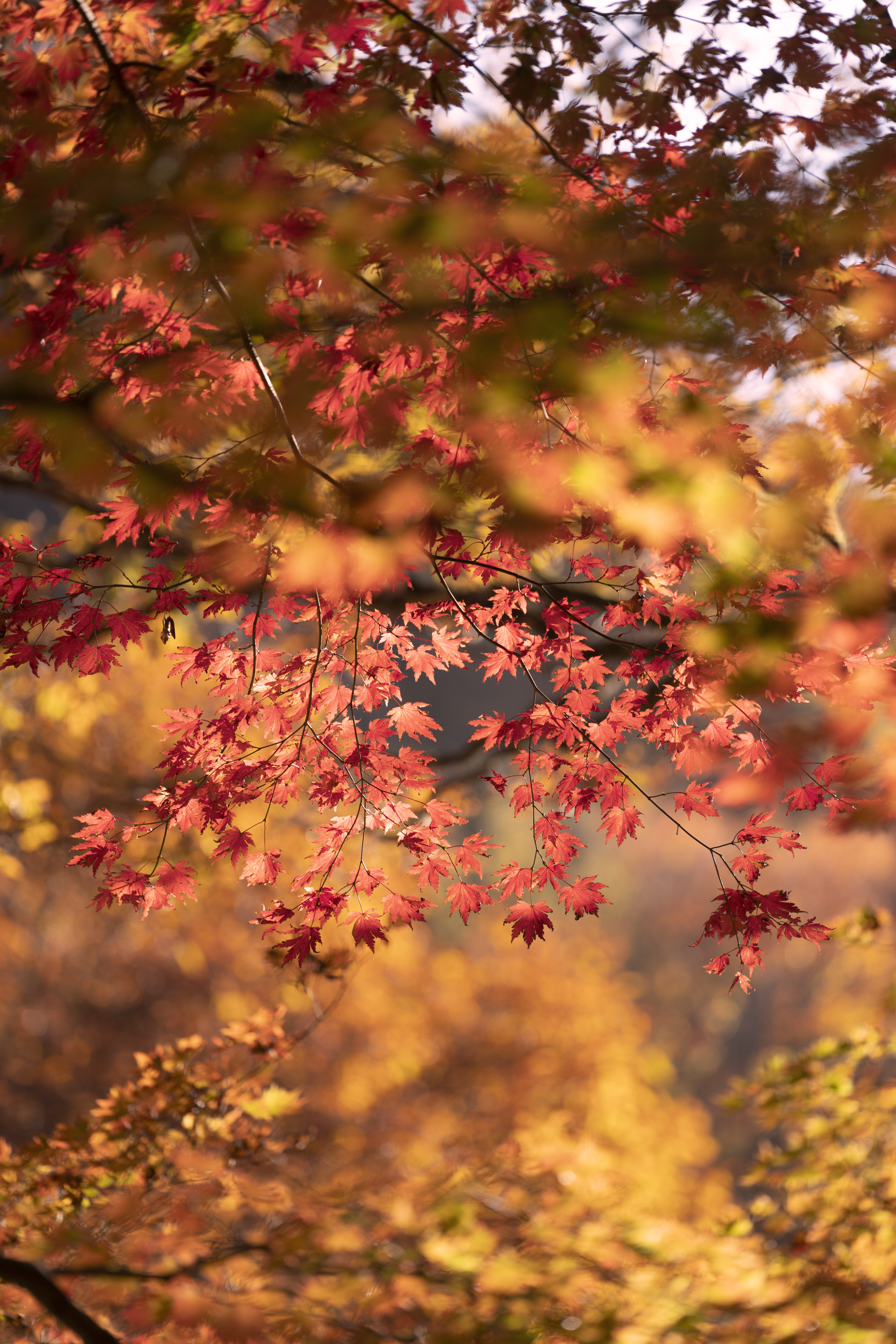 red leaves