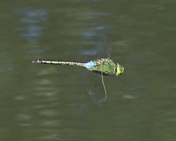 green dragonfly
