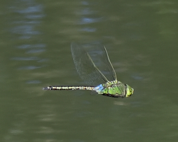 green dragonfly