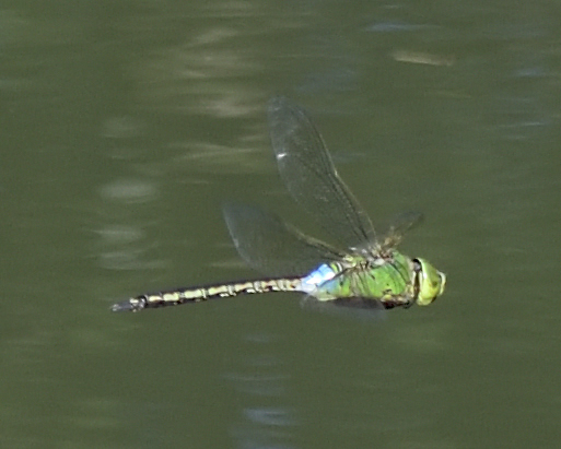 green dragonfly
