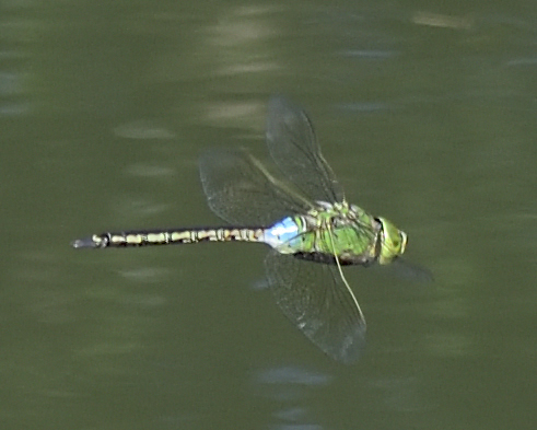 green dragonfly
