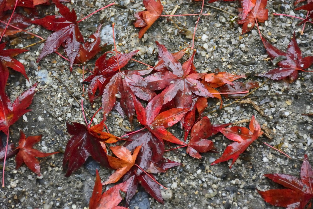 red leaves