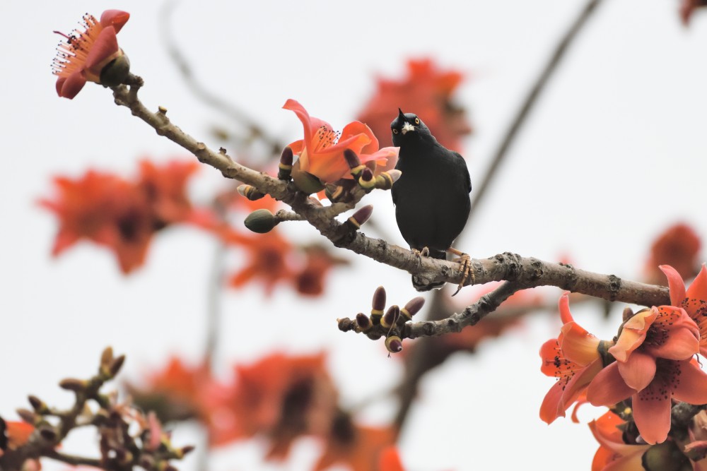 Myna on cotton tree