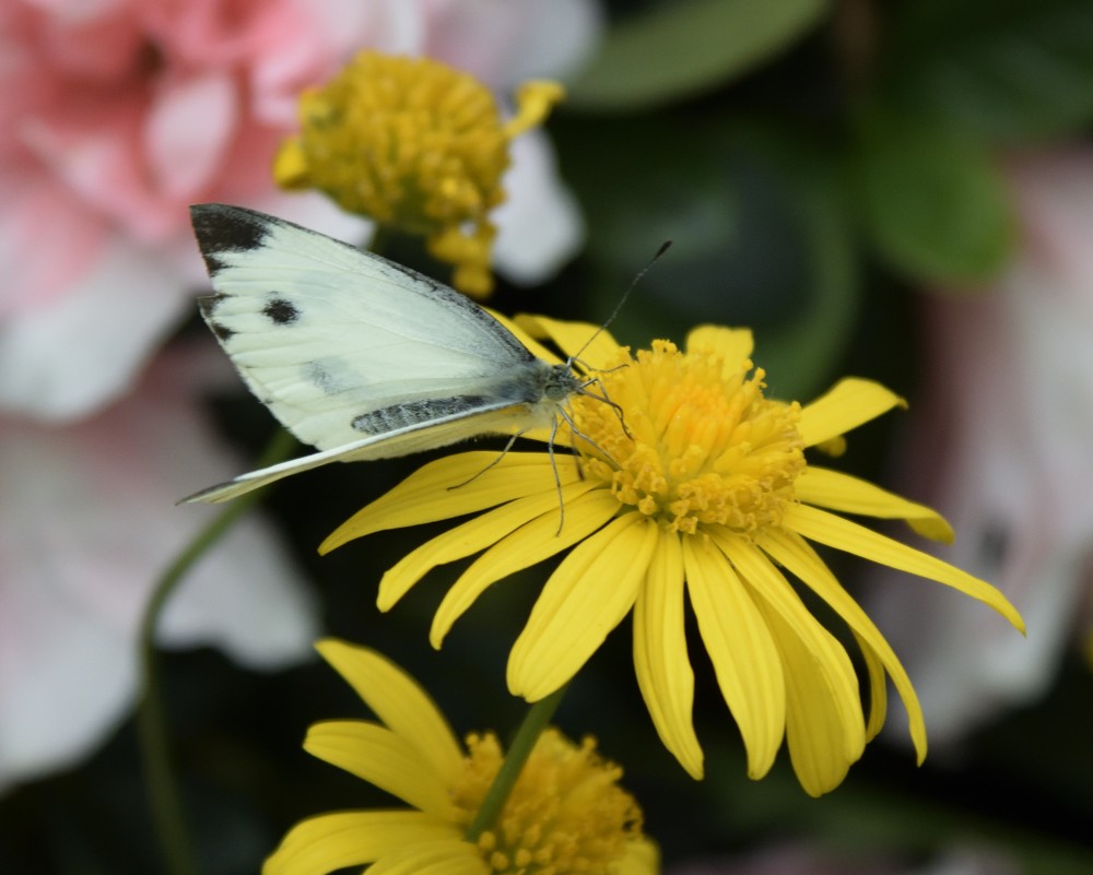 butterfly for pollen