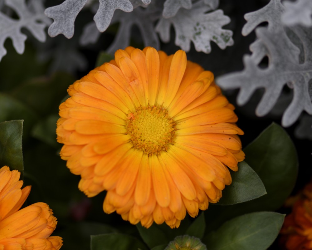 chrysanthemum