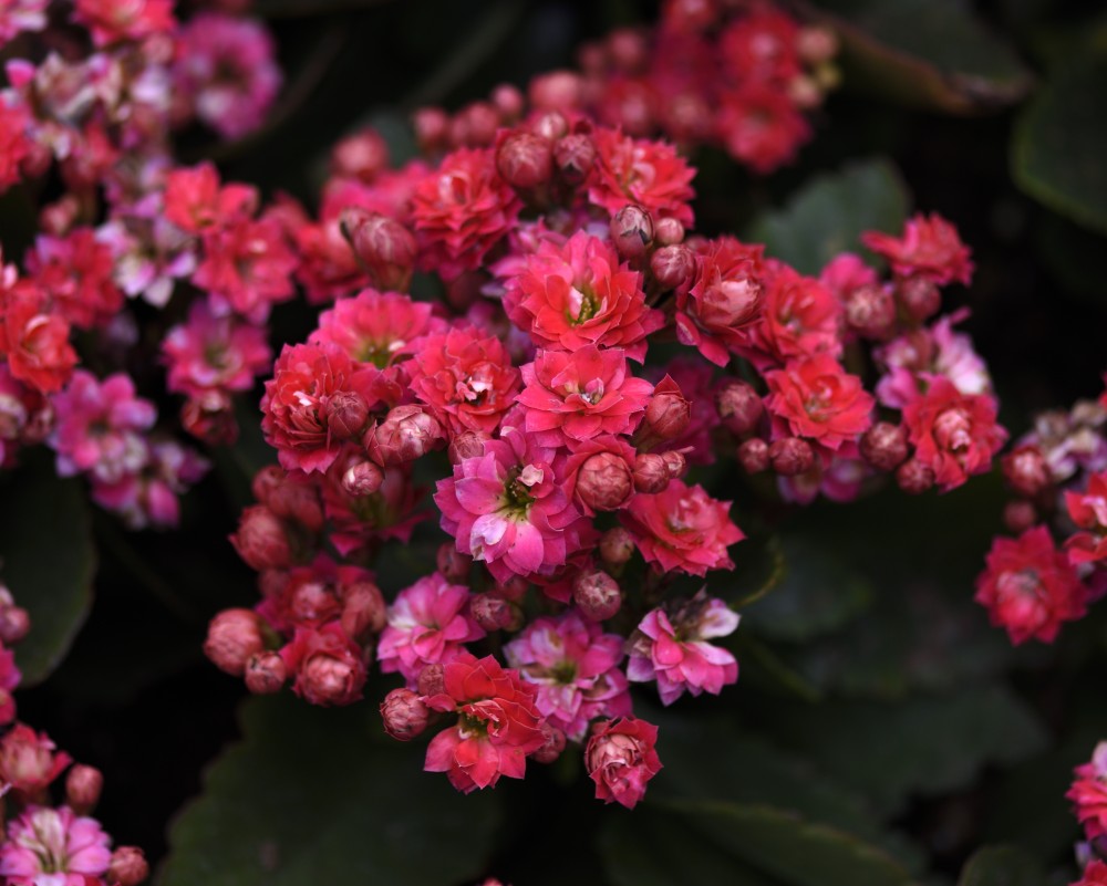 red flowers